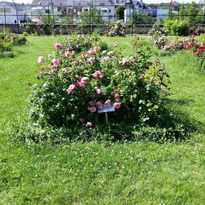 3 juin 2018 Roses au parc Songeons