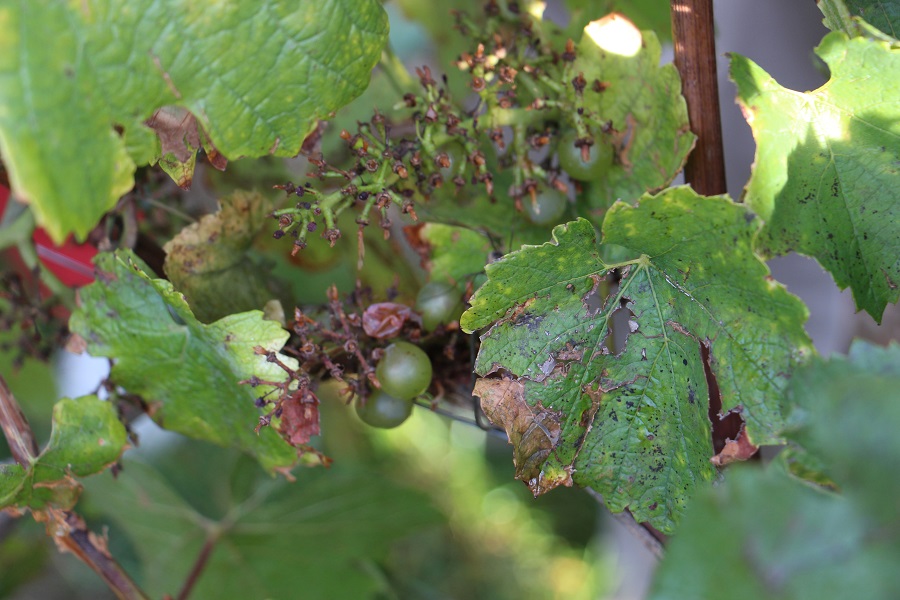 Dans les vignes fin septembre