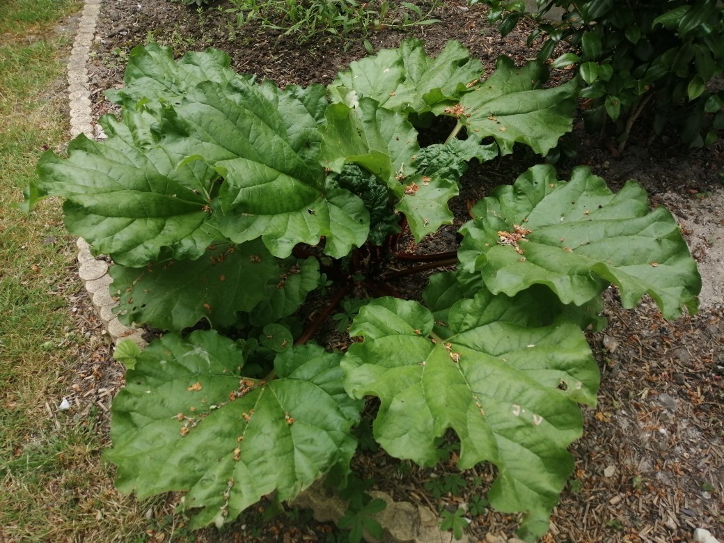 La confiture de rhubarbe 2025