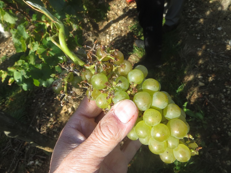 Le raisin sur la vigne à fin septembre