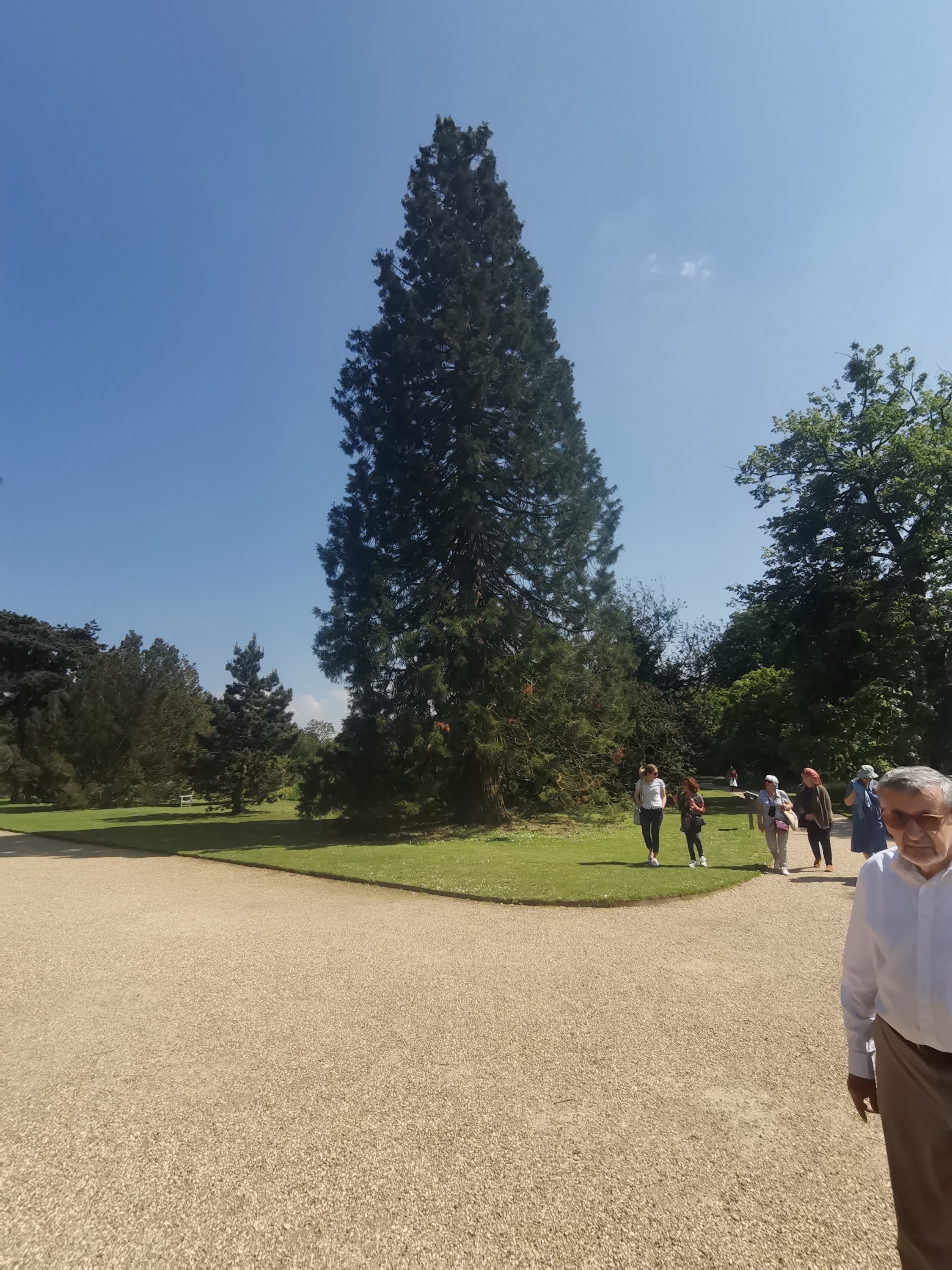 Photo de l'arbre, je n'ai que celle de son frere jumeau