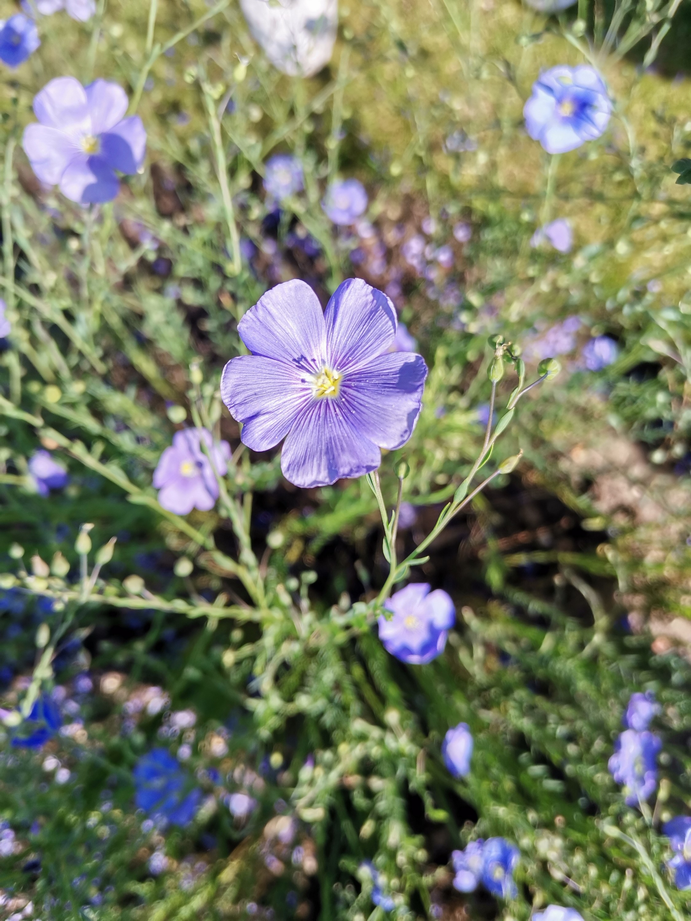 Tres belle fleur du parc